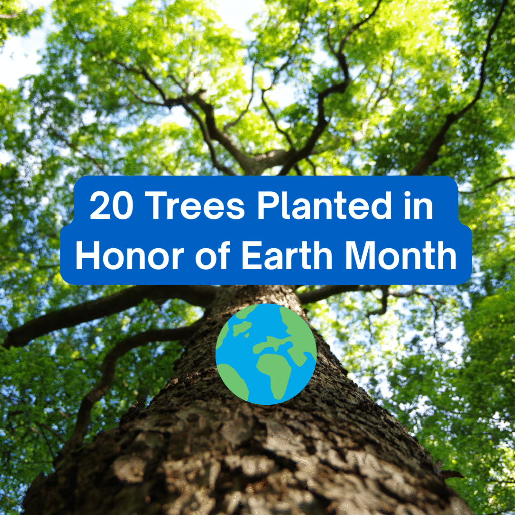 Tall tree for Earth Month